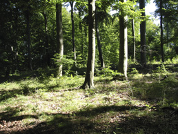 Wald